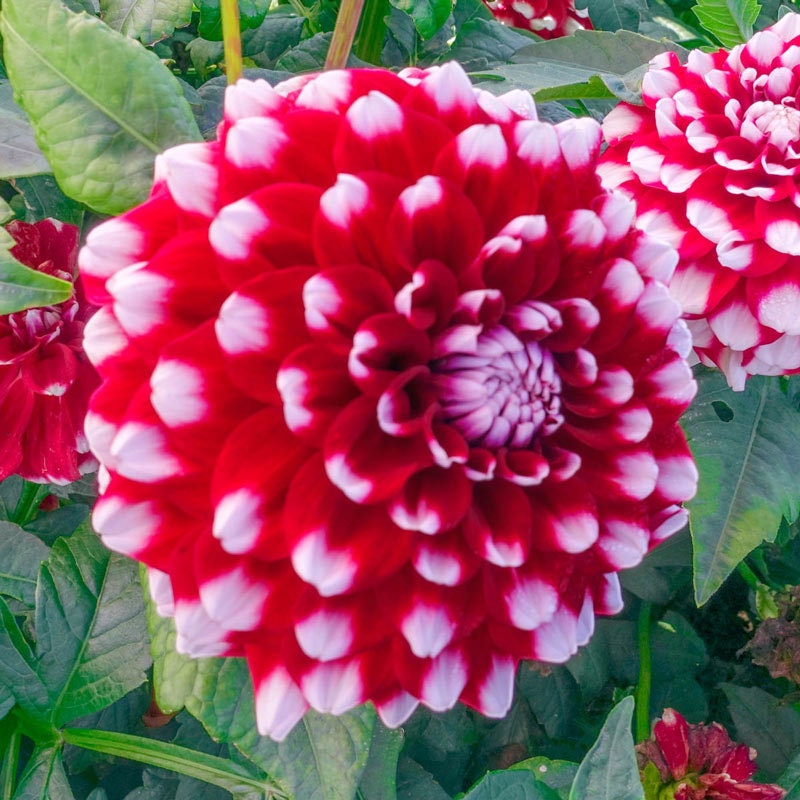 Checkers Dahlia Seeds - Heirloom Dahlia Mix, Cut Flowers, 40+ seeds