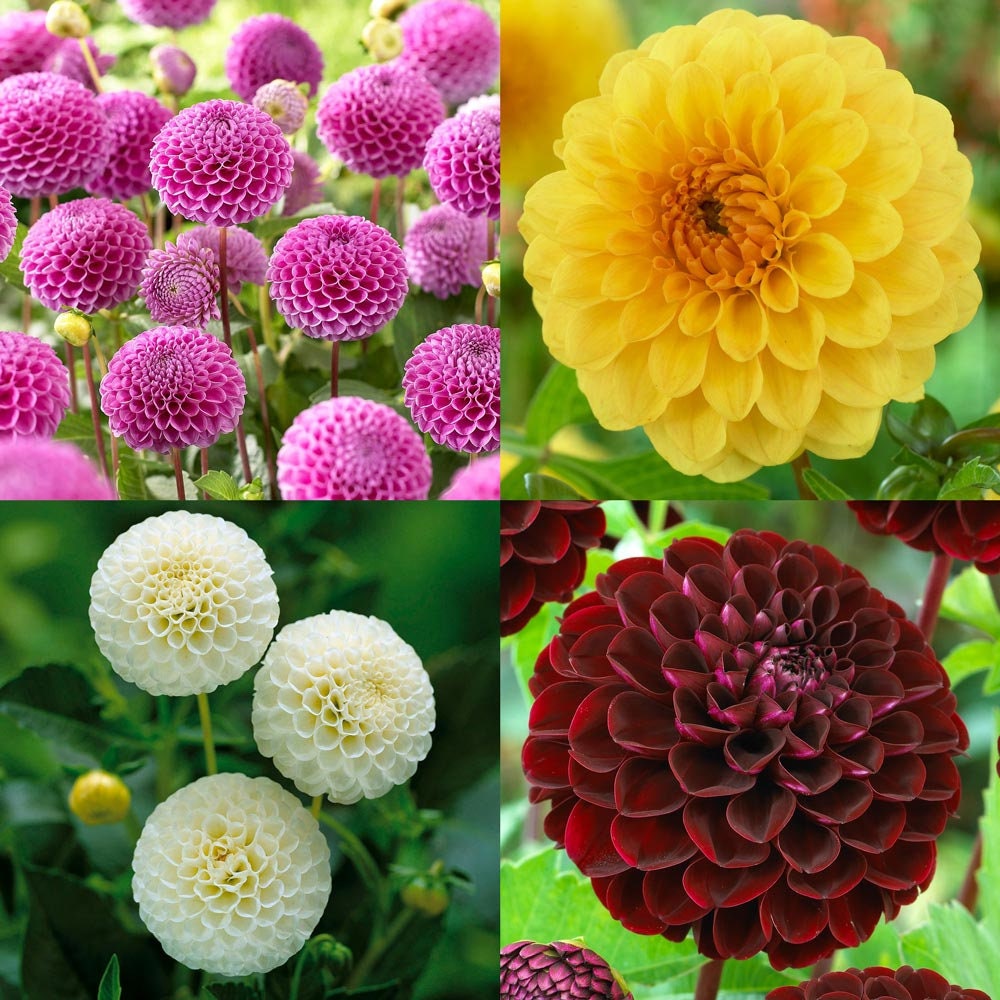 pom pom dahlia seeds 40+ Seeds-Pompon Dahlia Mix Seeds- Authentic - Open-Pollinated - Organic - Heirloom - Flower Seeds - Container