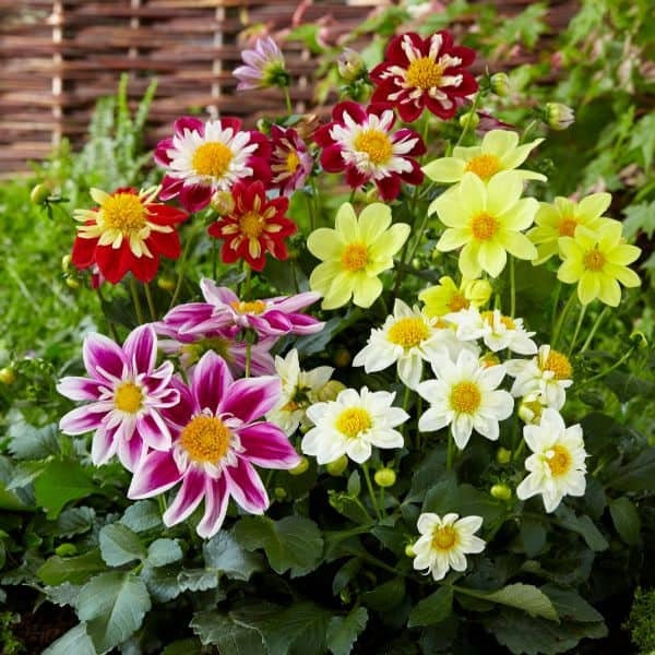 Mixed Collarette Dahlia Seeds - Container, 40+ seeds