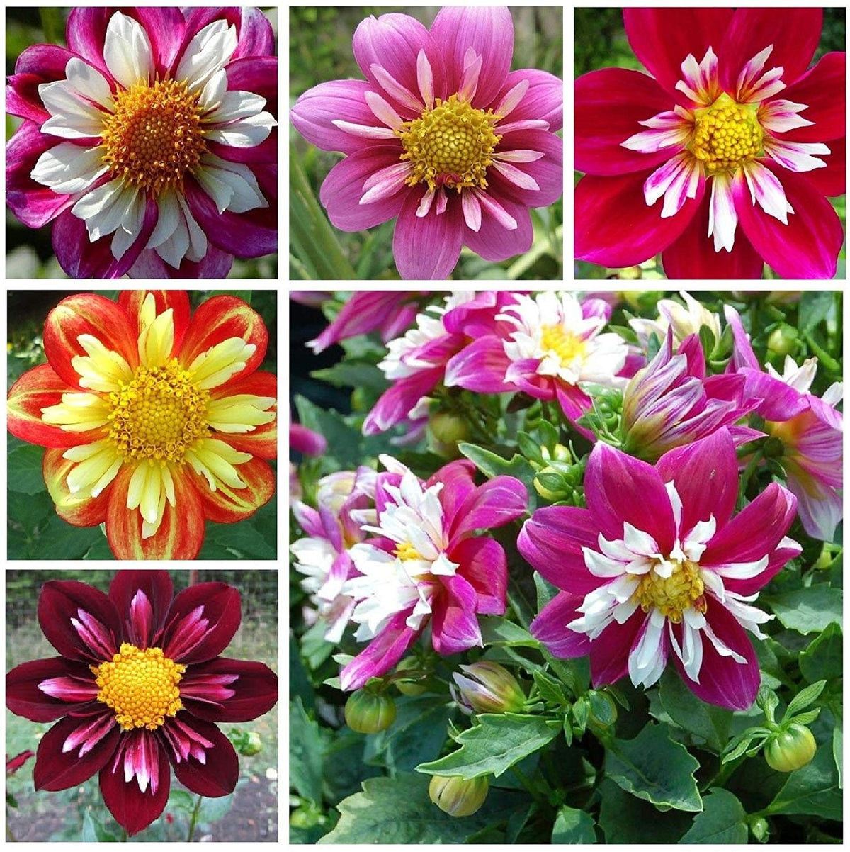 Mixed Collarette Dahlia Seeds - Container, 40+ seeds