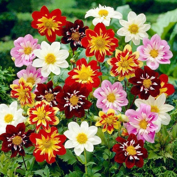 Mixed Collarette Dahlia Seeds - Container, 40+ seeds