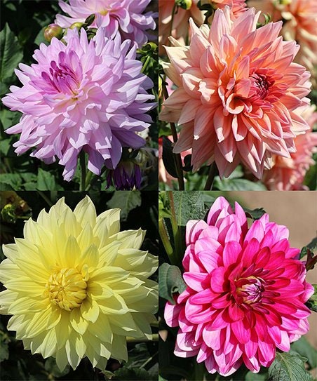 Dinnerplate Mix Dahlia Seeds - Heirloom Dahlia Mix, 40+ seeds