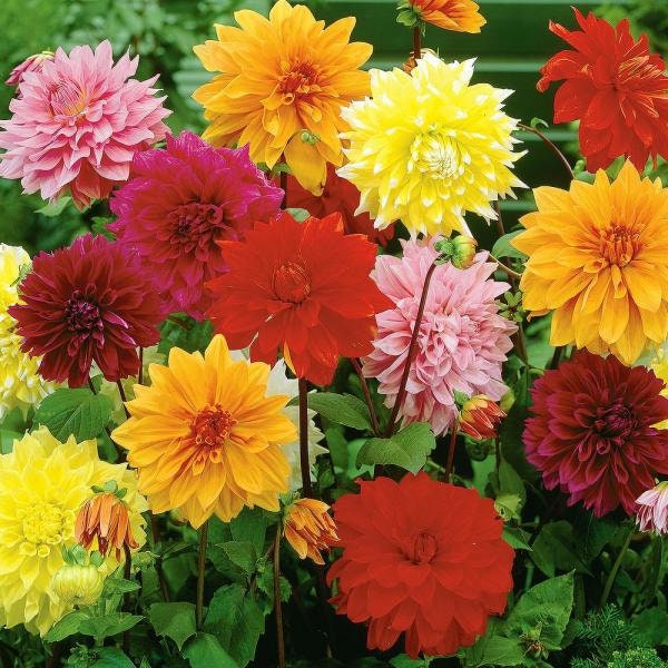 Dinnerplate Mix Dahlia Seeds - Heirloom Dahlia Mix, 40+ seeds