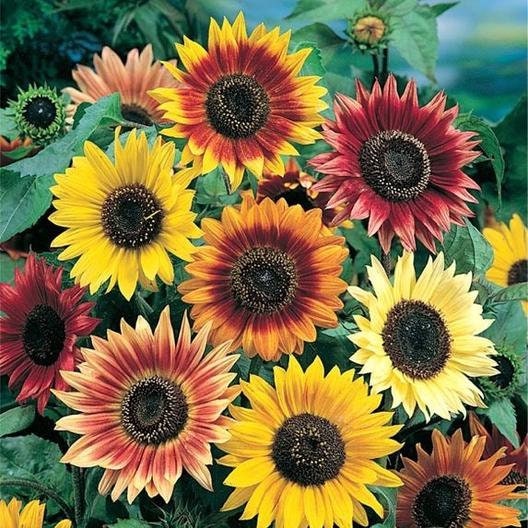 25+ Seeds- Autumn Beauty Sunflower Seed-#E003