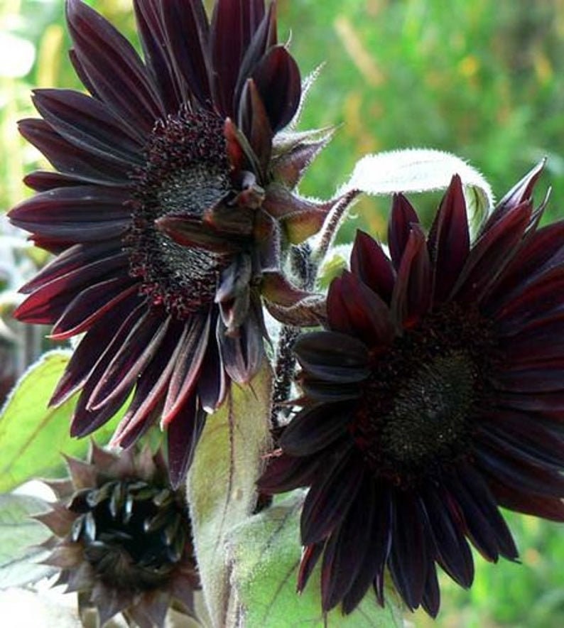 25+ Seeds| 25-Velvet-Queen-Black-Sunflower-Seeds #E005