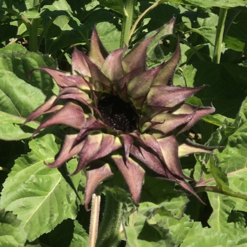 Sun-Fill Purple Sunflower Seeds, 25+ seeds