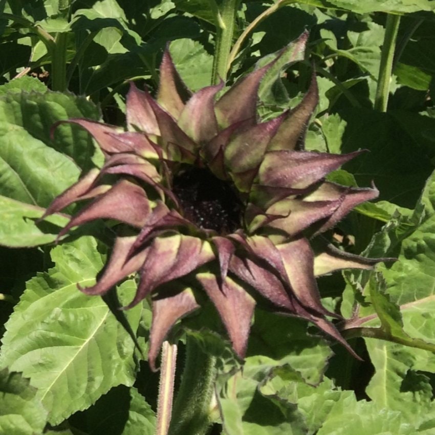 25+ Seeds| Sun-Fill  Purple Sunflower Seed #E007