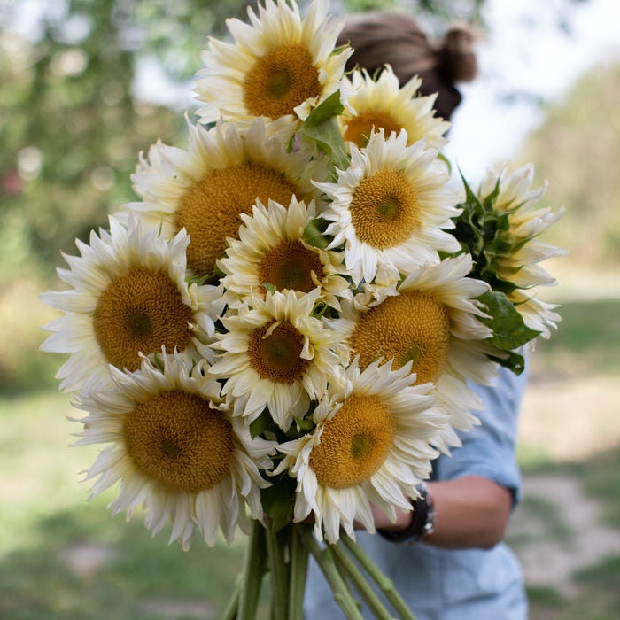 Procut White Lite Sunflower Seeds, 25+ seeds