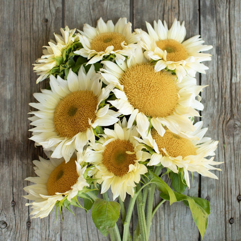 Procut White Lite Sunflower Seeds, 25+ seeds