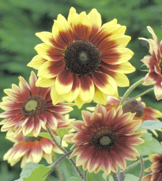 Sunflower Magic Roundabout Seeds, 25+ seeds