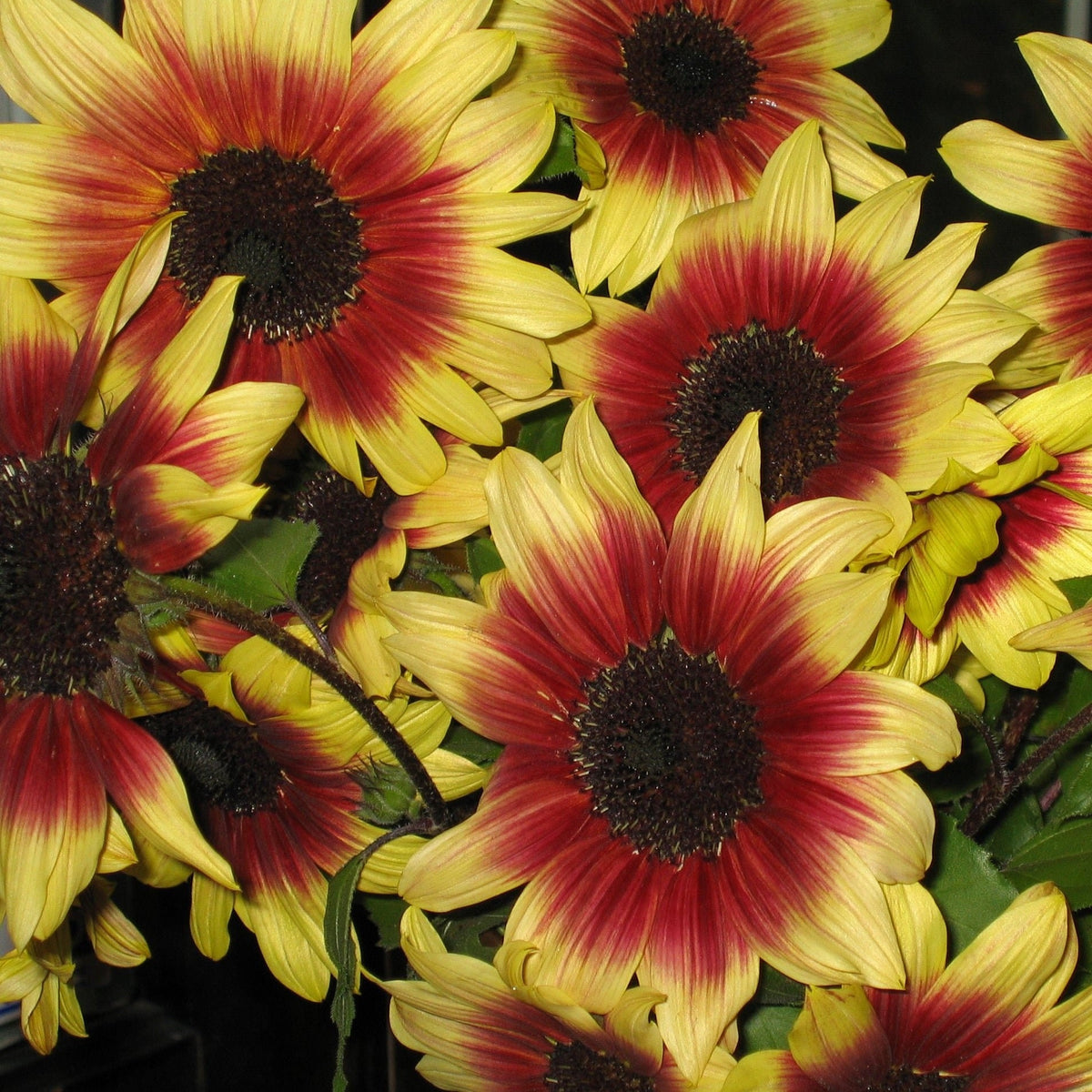 Sunflower Magic Roundabout Seeds, 25+ seeds