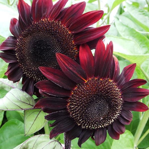 Red Hedge Sunflower Seeds - Attracts Bees & Butterflies, 25+ seeds
