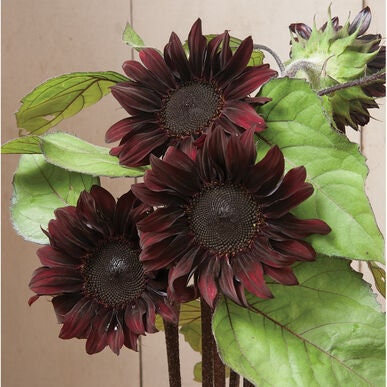 Red Hedge Sunflower Seeds - Attracts Bees & Butterflies, 25+ seeds