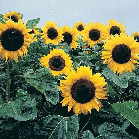 Royal Hybrid 1121 Sunflower Seeds, 25+ seeds