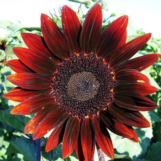 Procut Red Sunflower Seeds - Attracts Bees & Butterflies, 25+ seeds