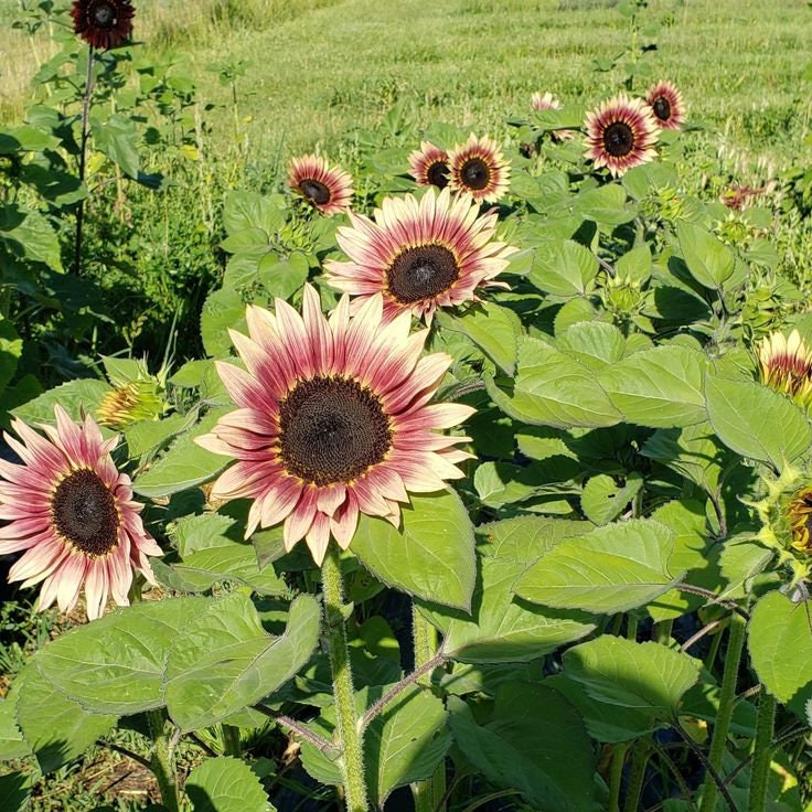Cherry Rose Sunflower Seeds - Attracts Bees & Butterflies, 25+ seeds