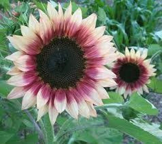 Cherry Rose Sunflower Seeds - Attracts Bees & Butterflies, 25+ seeds