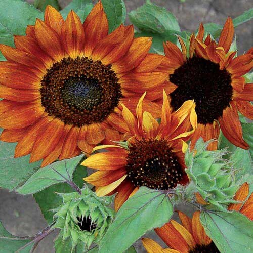 Moulin Rouge Sun Flowers Seeds, 25+ seeds