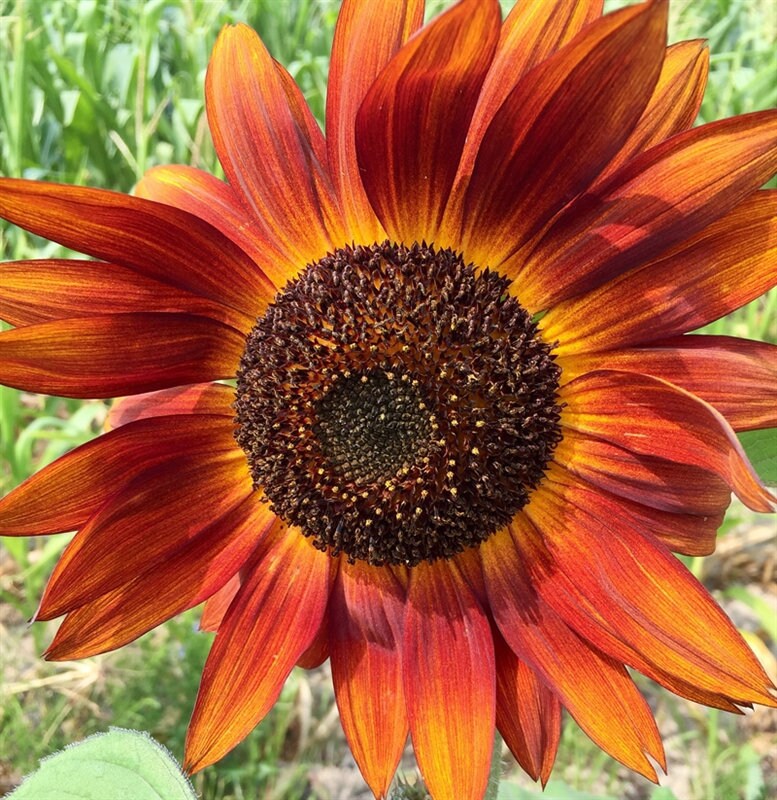 Moulin Rouge Sun Flowers Seeds, 25+ seeds