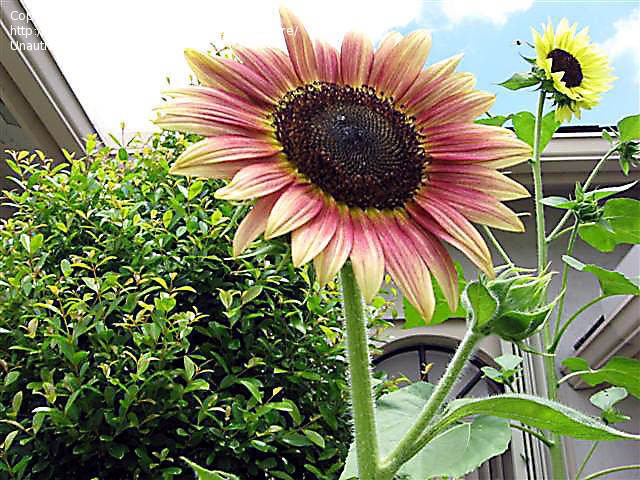 Strawberry Blonde Sunflower Seeds, 25+ seeds