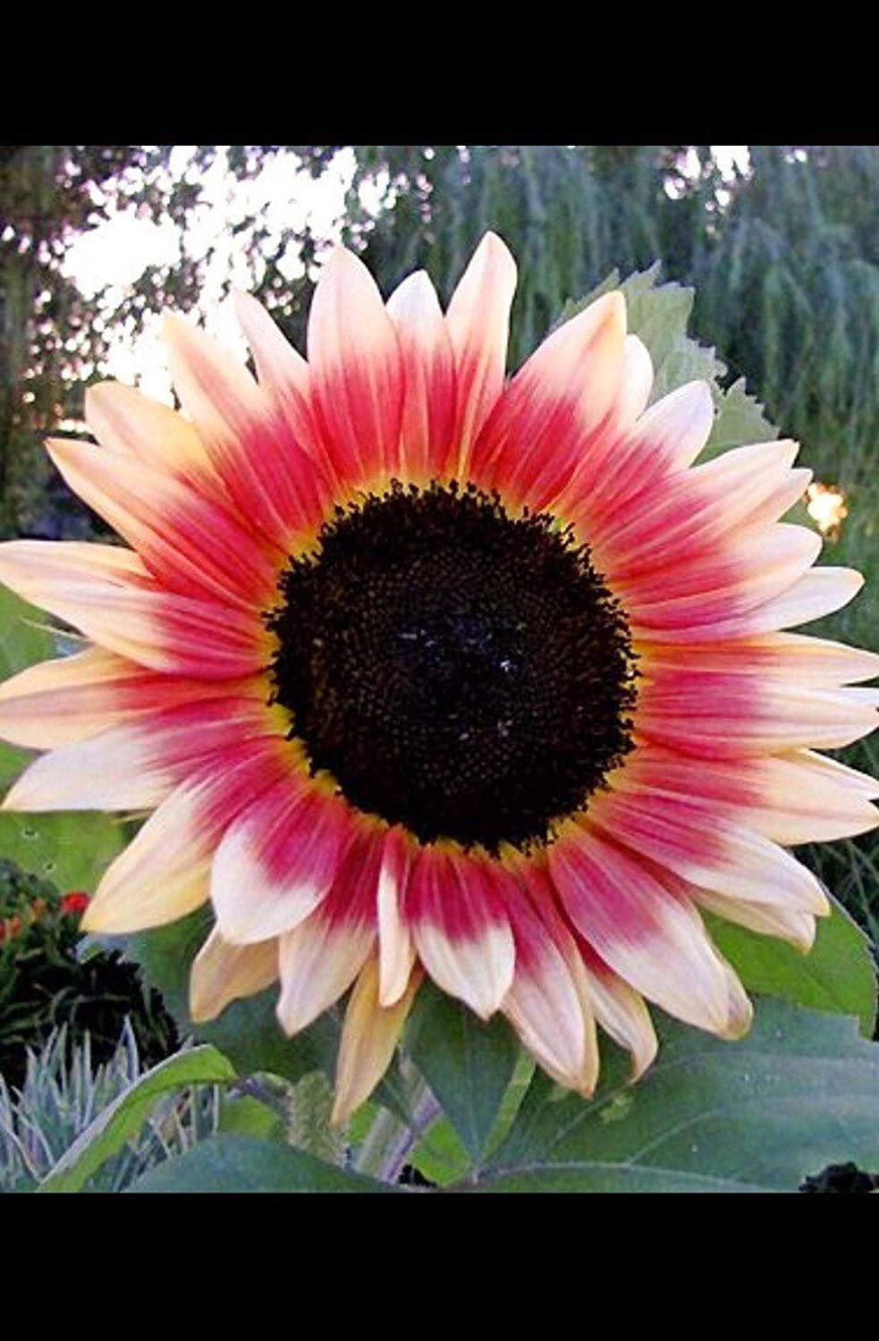 Strawberry Blonde Sunflower Seeds, 25+ seeds