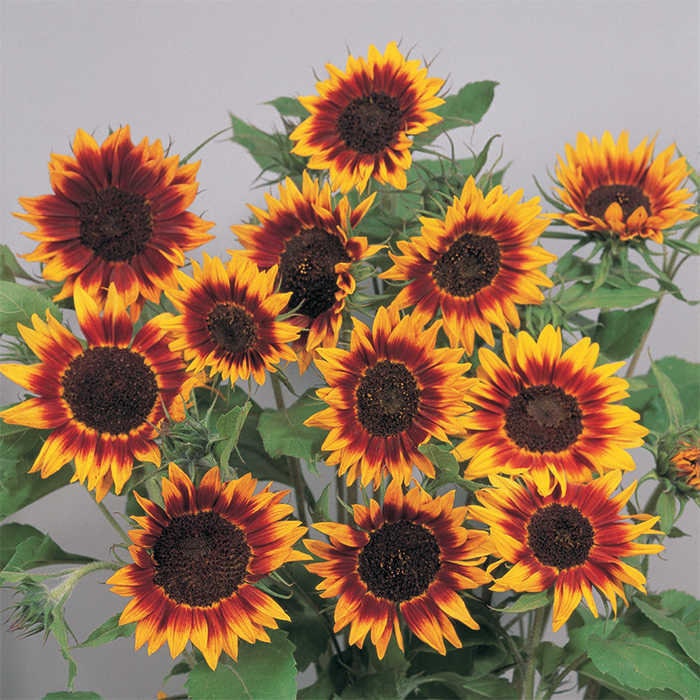 Ring of Fire Sunflower Seeds - Attracts Bees & Butterflies, 25+ seeds