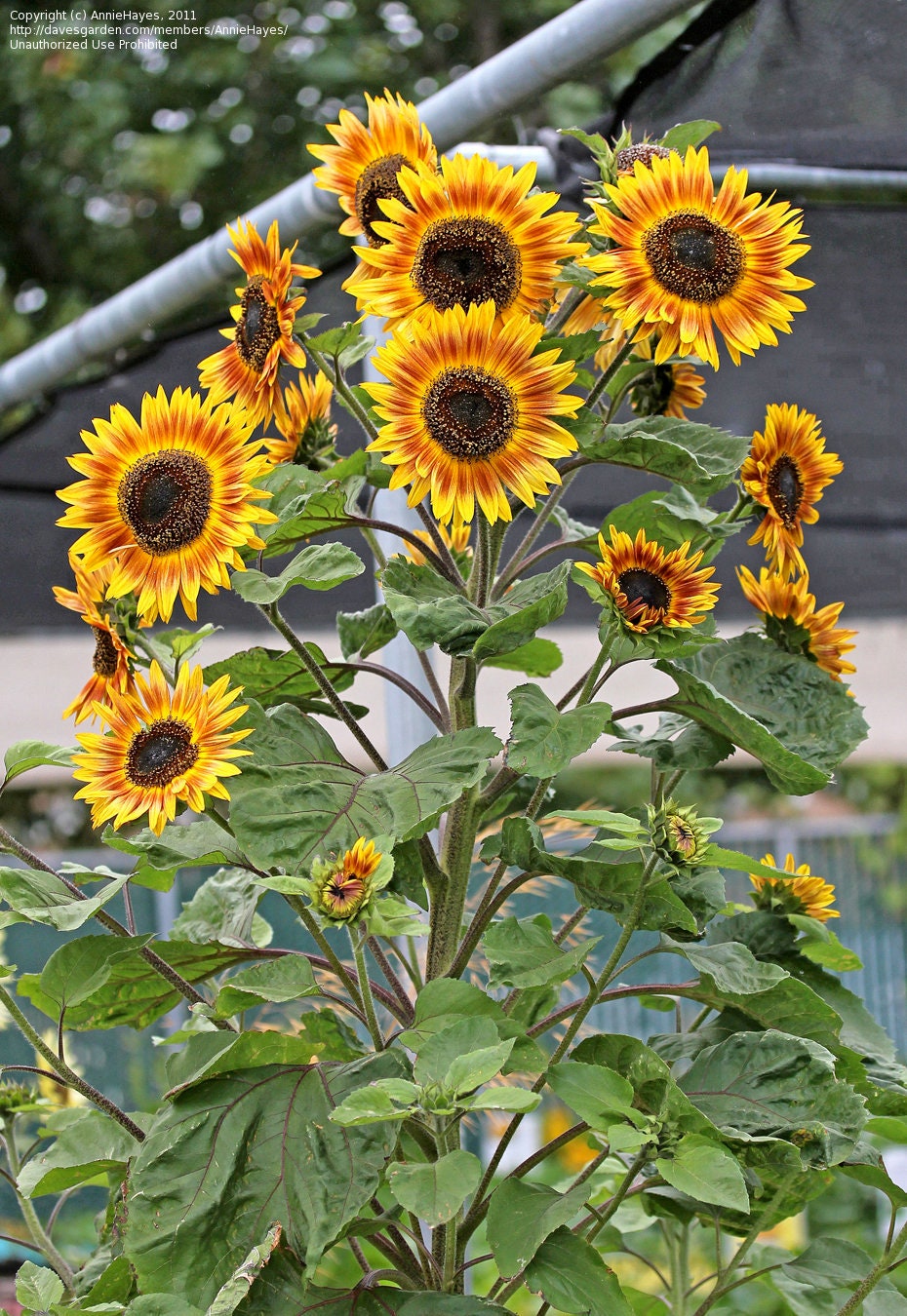 Ring of Fire Sunflower Seeds - Attracts Bees & Butterflies, 25+ seeds