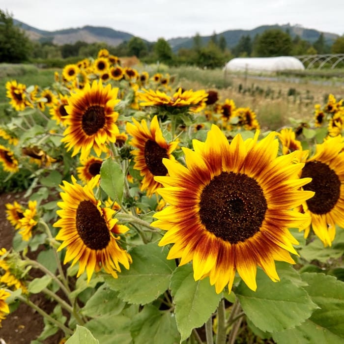 Ring of Fire Sunflower Seeds - Attracts Bees & Butterflies, 25+ seeds