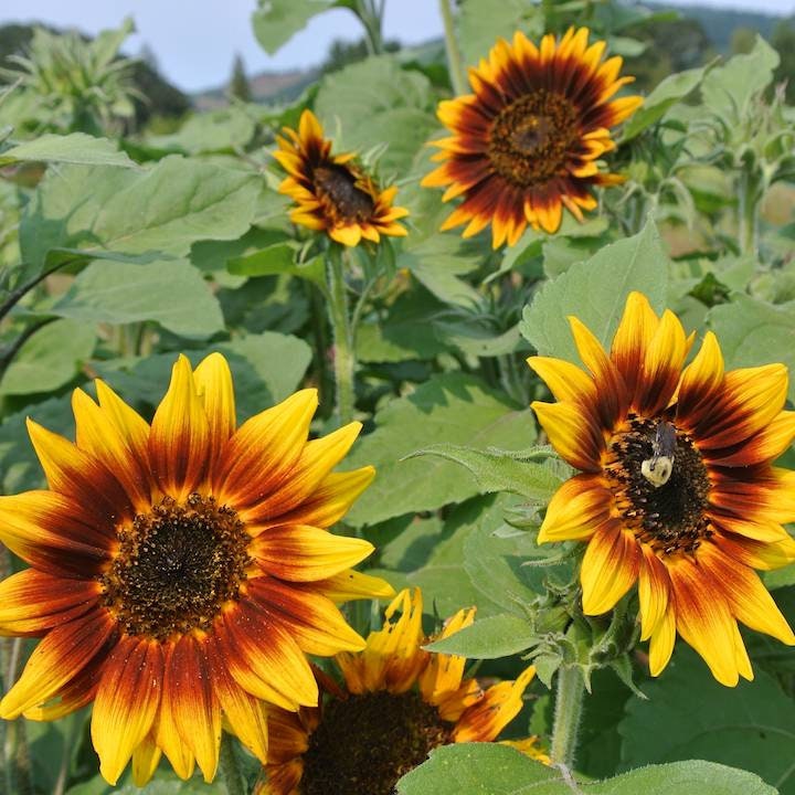 Ring of Fire Sunflower Seeds - Attracts Bees & Butterflies, 25+ seeds