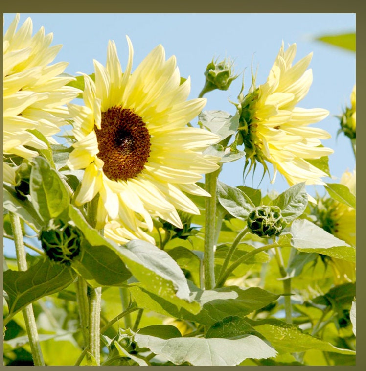 25+ Seeds| Buttercream Sunflower Seed#E018