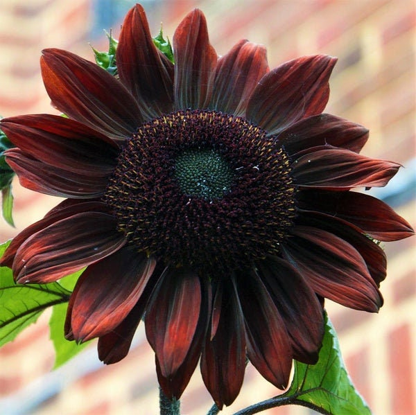 Chocolate Sunflower Seeds - Attracts Bees & Butterflies, 25+ seeds