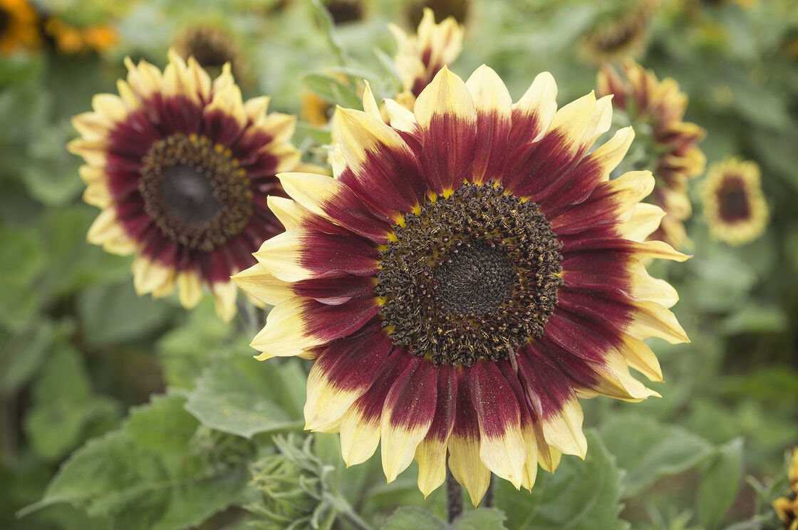Florenza Sunflower Seeds - Attracts Bees & Butterflies, 25+ seeds