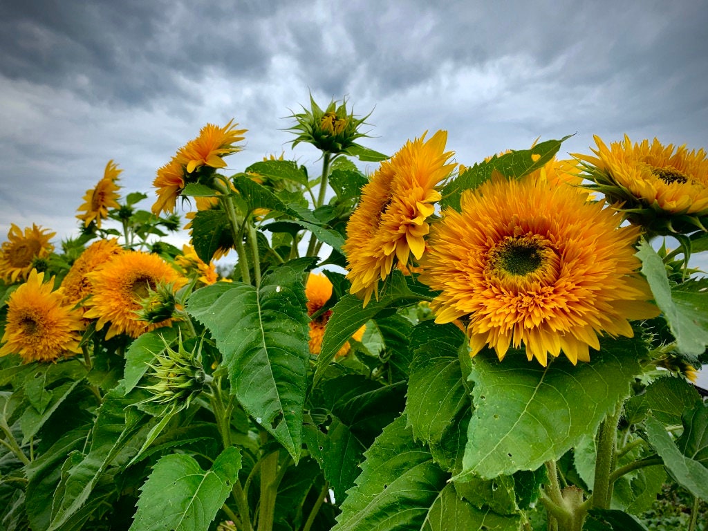 Goldy Double Organic Sunflower Seeds, 25+ seeds