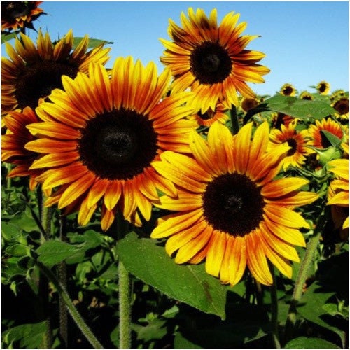 Firecracker Sunflower Seeds - Attracts Bees & Butterflies, 25+ seeds