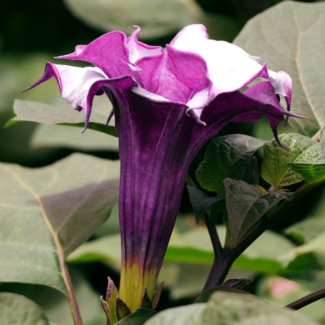 25+ Seeds| Purple Devil's Trumpet Datura Flower Seeds #G003