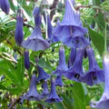 25+ Seeds| Blue Angel Trumpet Datura Seeds - Angel Trumpet Moonflower Fragrant Night Blooming Annual or Perennial Flower for Garden Borders and Containers#G005