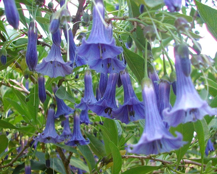 25+ Seeds| Blue Angel Trumpet Datura Flower Seeds #G005