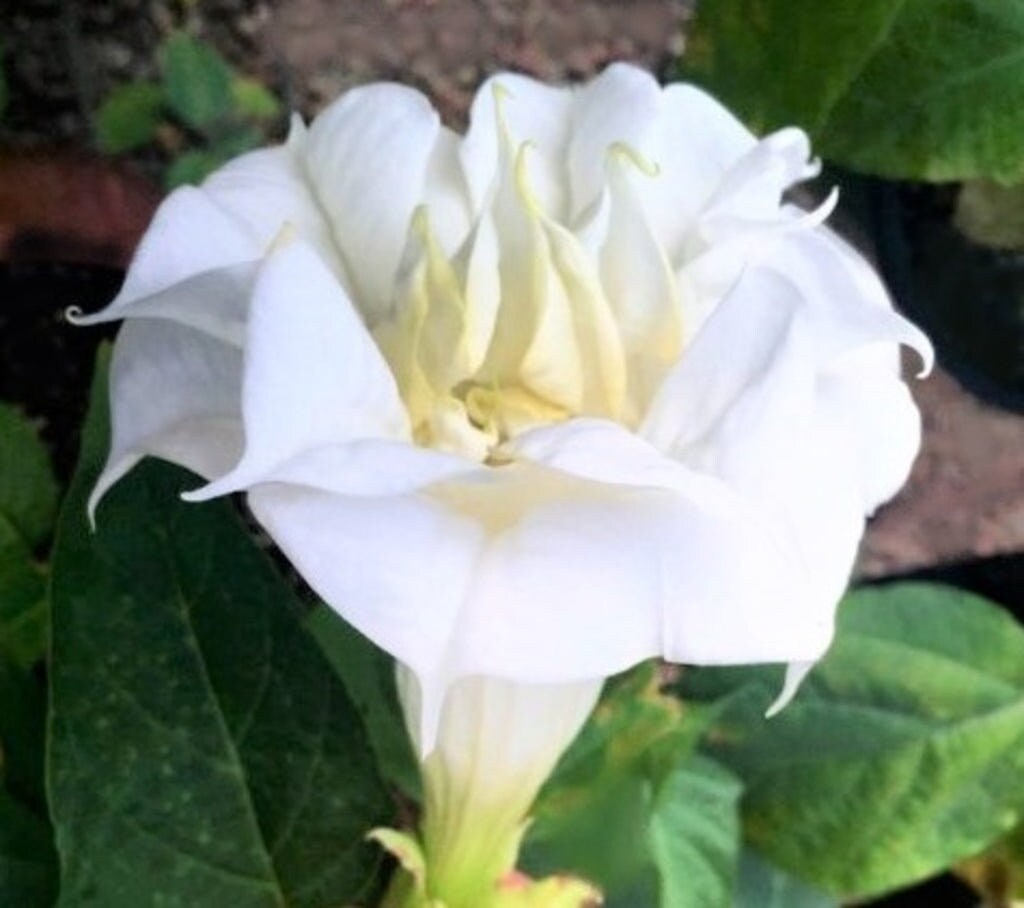 White Trumpet Datura Seeds, 25+ seeds