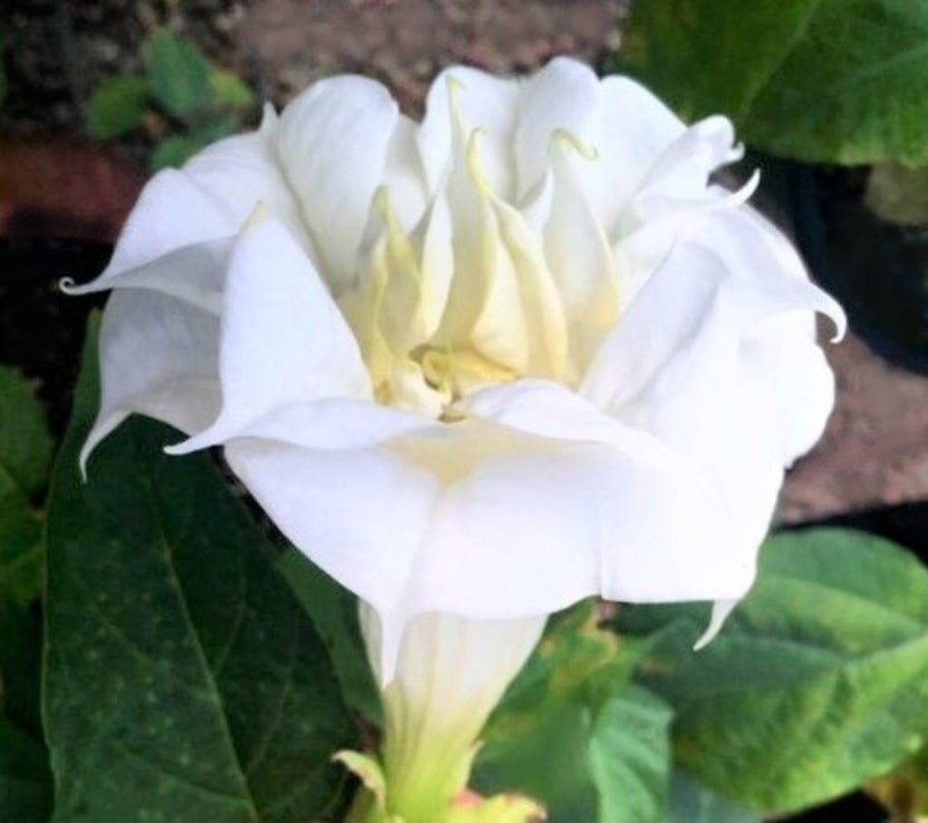 25+ Seeds| White Devils Trumpet Datura Flower Seeds #G006