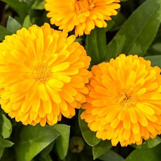 Pacific Beauty Yellow Calendula Seeds (Pot Marigold), 50+ seeds
