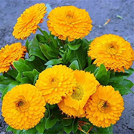 Pacific Beauty Yellow Calendula Seeds (Pot Marigold), 50+ seeds