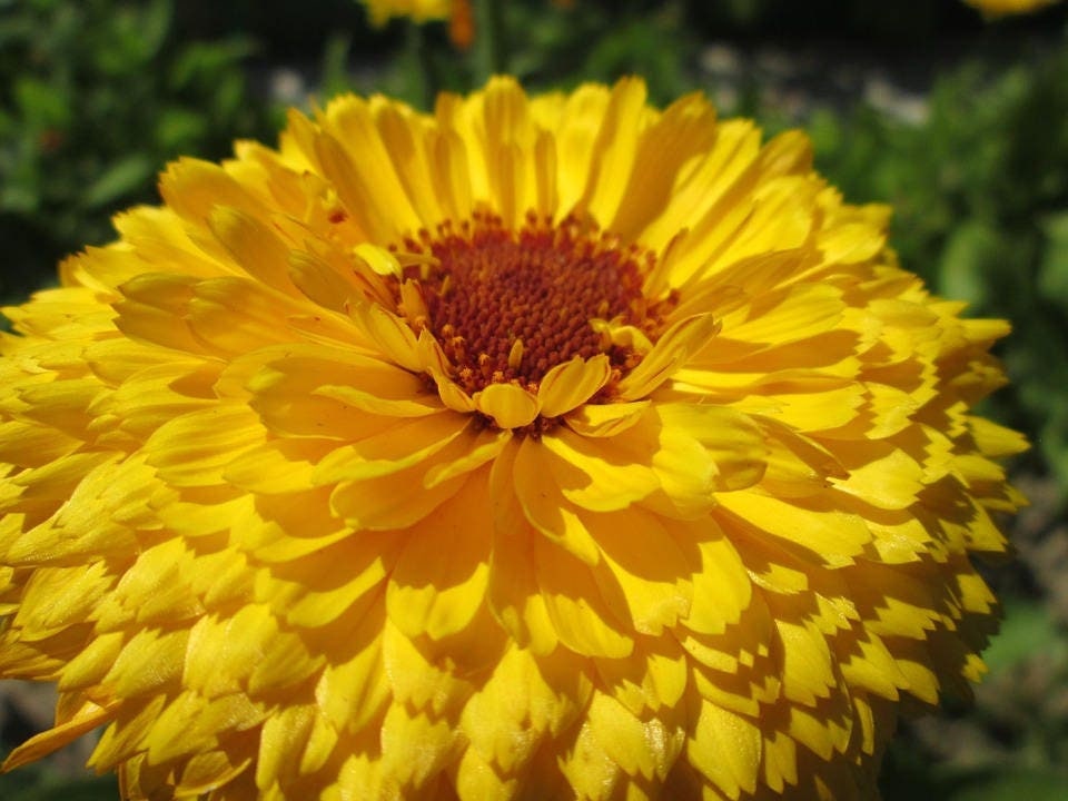 Pacific Beauty Yellow Calendula Seeds (Pot Marigold), 50+ seeds