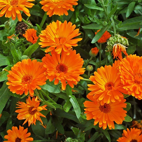 Orange Calendula Seeds (Calendula Officinalis), 50+ seeds