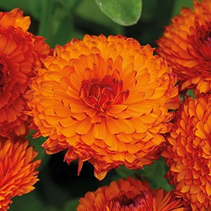 Orange Calendula Seeds (Calendula Officinalis), 50+ seeds