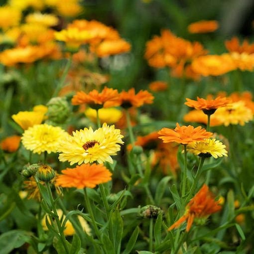 Pacific Beauty Mix Calendula Seeds (Calendula Officinalis), 50+ seeds