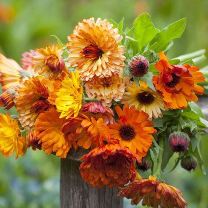 Pacific Beauty Mix Calendula Seeds (Calendula Officinalis), 50+ seeds