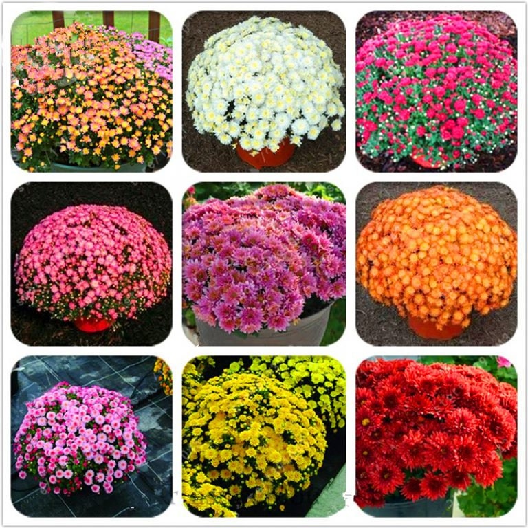 Mix Multi-Color Ground-Cover Chrysanthemum Flower Seeds, 50 seeds