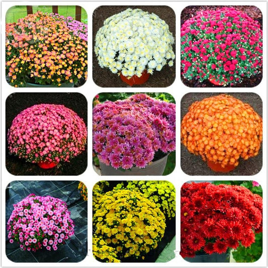 Mix Multi-Color Ground-Cover Chrysanthemum Flower Seeds, 50 seeds
