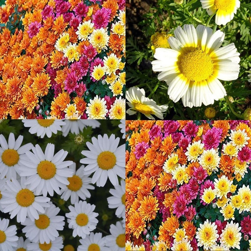 Mix Multi-Color Ground-Cover Chrysanthemum Flower Seeds, 50 seeds