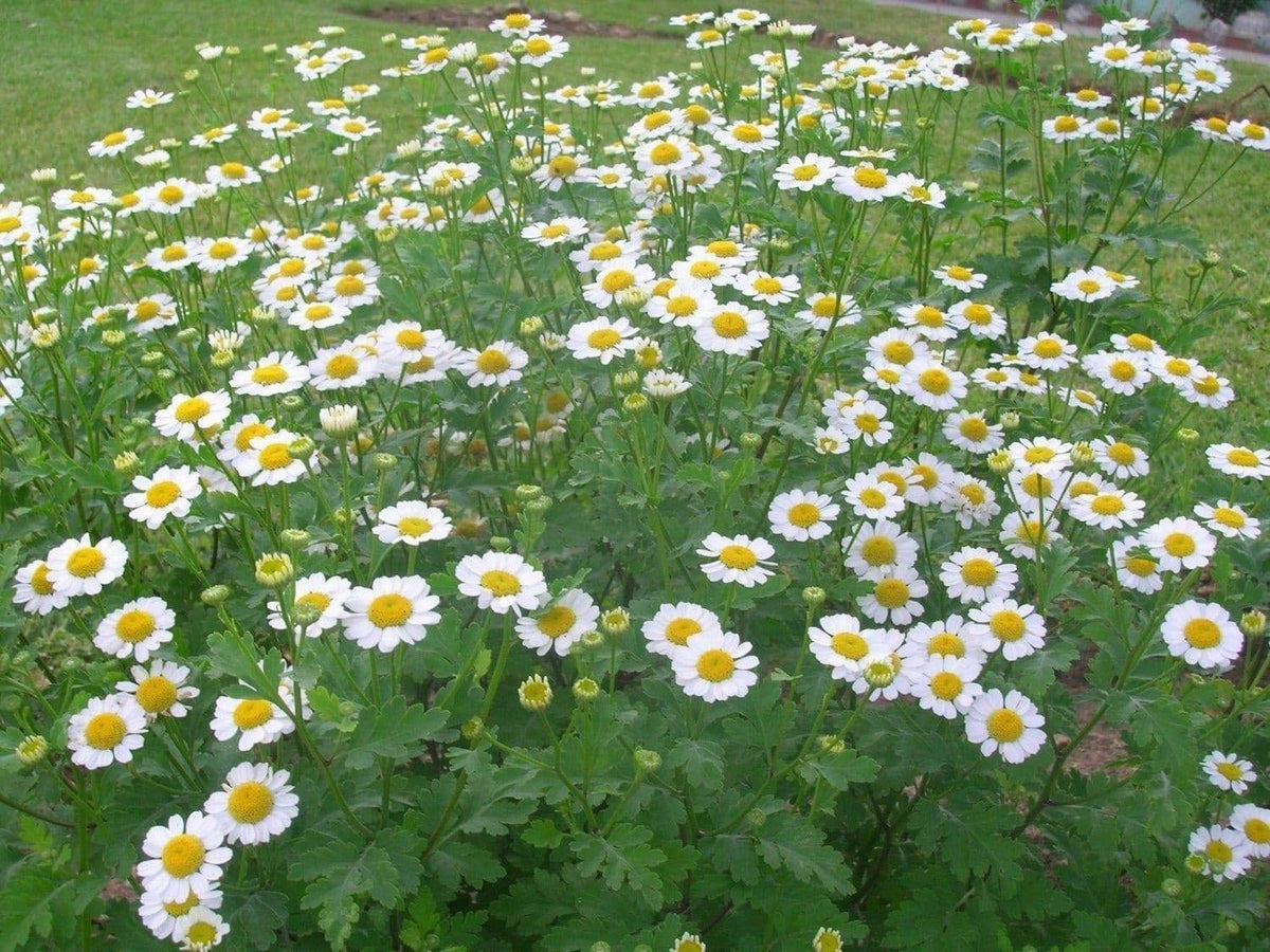 Feverfew Seeds Chrysanthemum Flower Seeds, 50 seeds